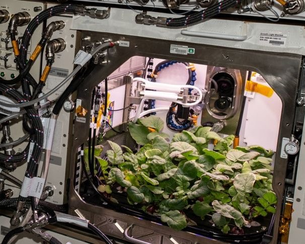 NASA собрала урожай космического редиса